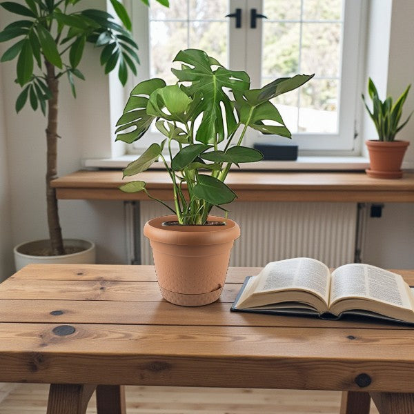 Monstera Deliciosa Plant (Swiss cheese plant)
