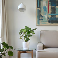 Monstera Deliciosa Plant (Swiss cheese plant)