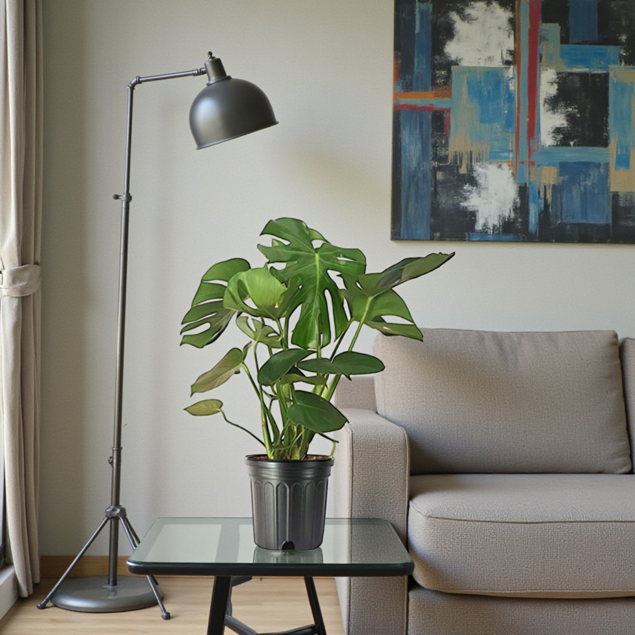 Monstera Deliciosa Plant (Swiss cheese plant)