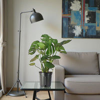 Monstera Deliciosa Plant (Swiss cheese plant)