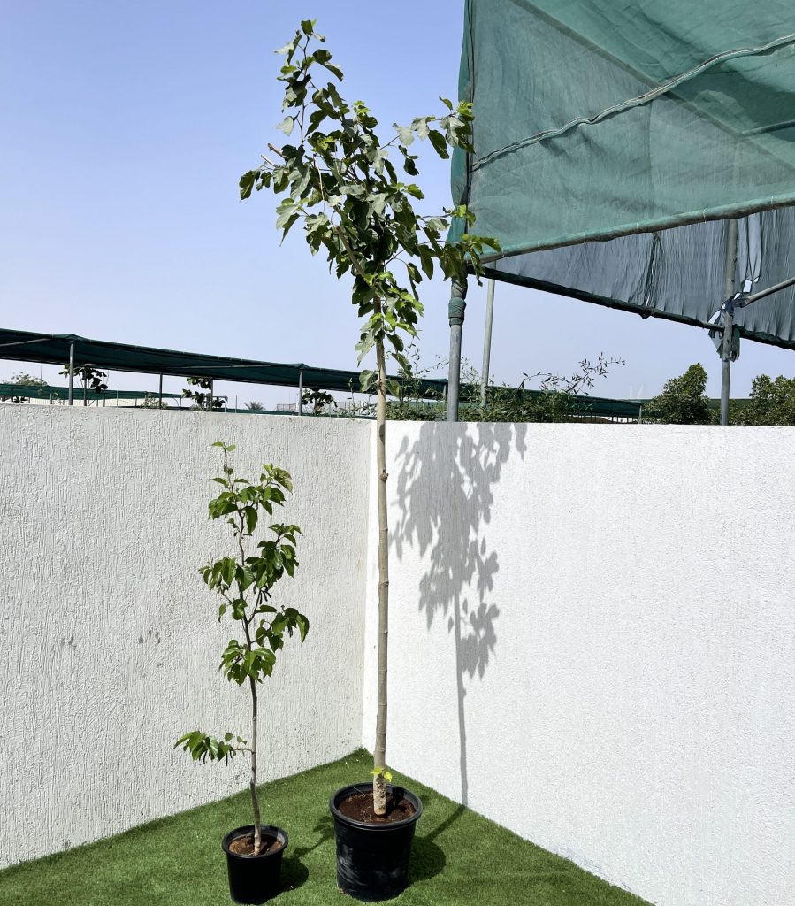 Morus Alba- Mulberry Tree
