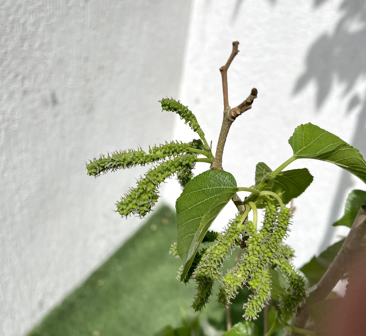 Morus Alba- Mulberry Tree