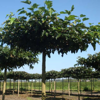 Morus Alba- Mulberry Tree