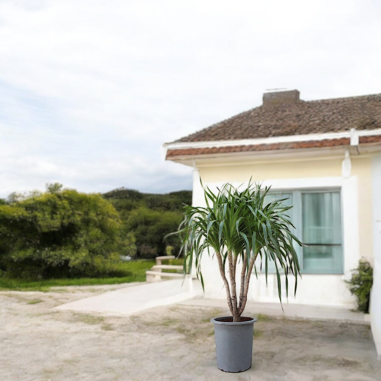 Dracena Draco