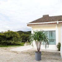 Dracena Draco
