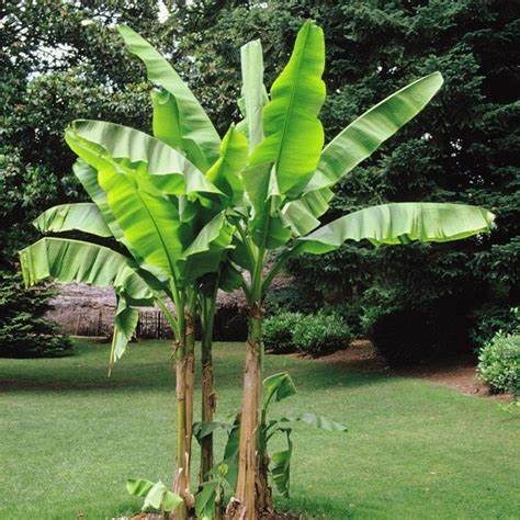 Musa Spp - Banana Tree