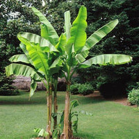 Musa Spp - Banana Tree