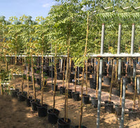 Azadirachta Indica - Neem