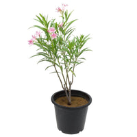 Oleander (Nerium Oleander) Plant