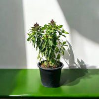 Ocimum Basilicum – Fragrant Rehan Herb