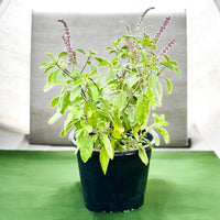 Ocimum Tenuiflorum – Holy Basil-Tulsi Plant