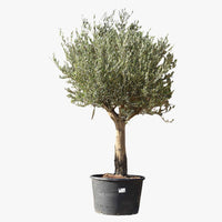 Olive Tree - Olea Europaea - Olive