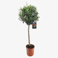 Olive Tree - Olea Europaea - Olive