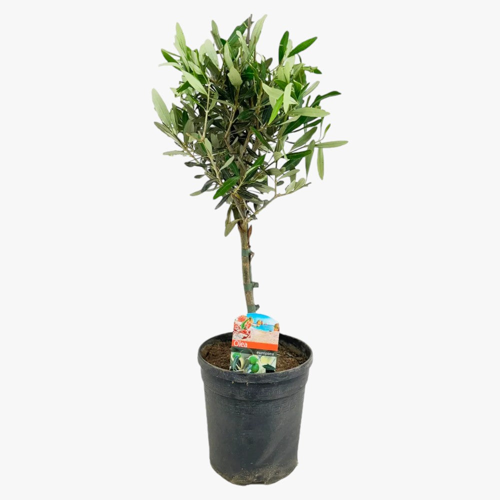 Olive Tree - Olea Europaea - Olive
