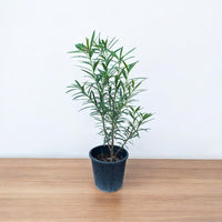 Oleander (Nerium Oleander) Plant
