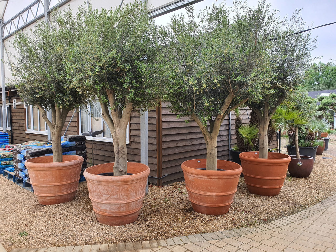 Olive Tree - Olea Europaea - Olive