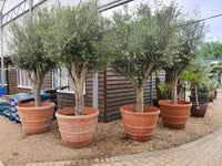 Olive Tree - Olea Europaea - Olive