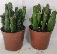 Opuntia tuna monstruosa cactus