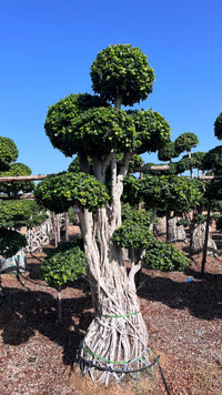 Ficus Microcarpa Bonsai - 3 meters (Multiple Round Head)