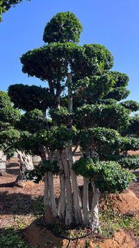 Ficus Microcarpa Bonsai - 3.5 meters Multihead