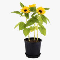 Helianthus Annuus - Ornamental Sunflower