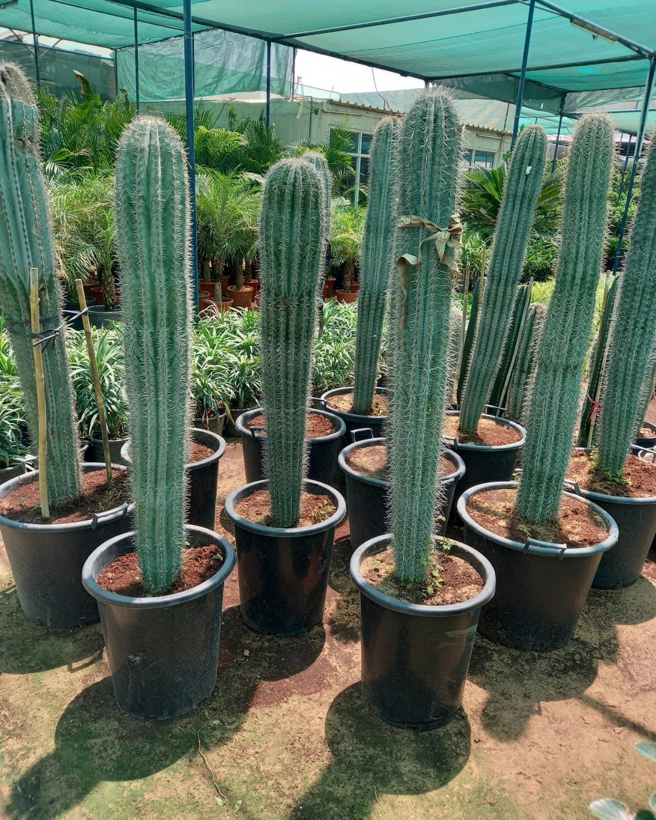 Pachycereus Pringlei Cactus Plant -150cm