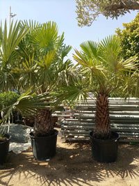 Copernicia prunifera – Wax Palm (Caranday Palm)