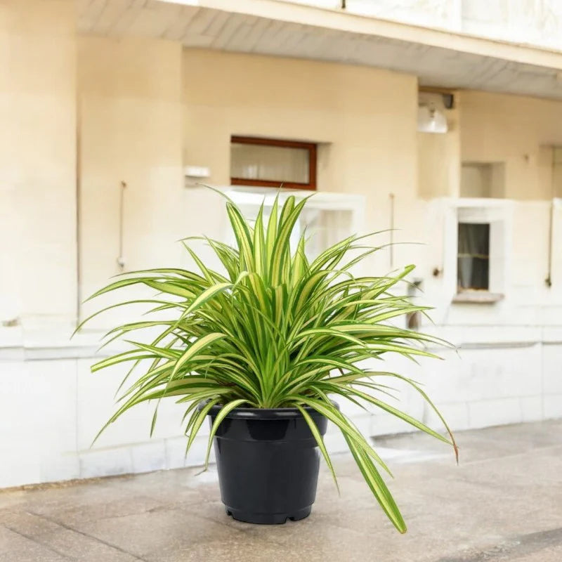 Pandanus Baptistii Variegata