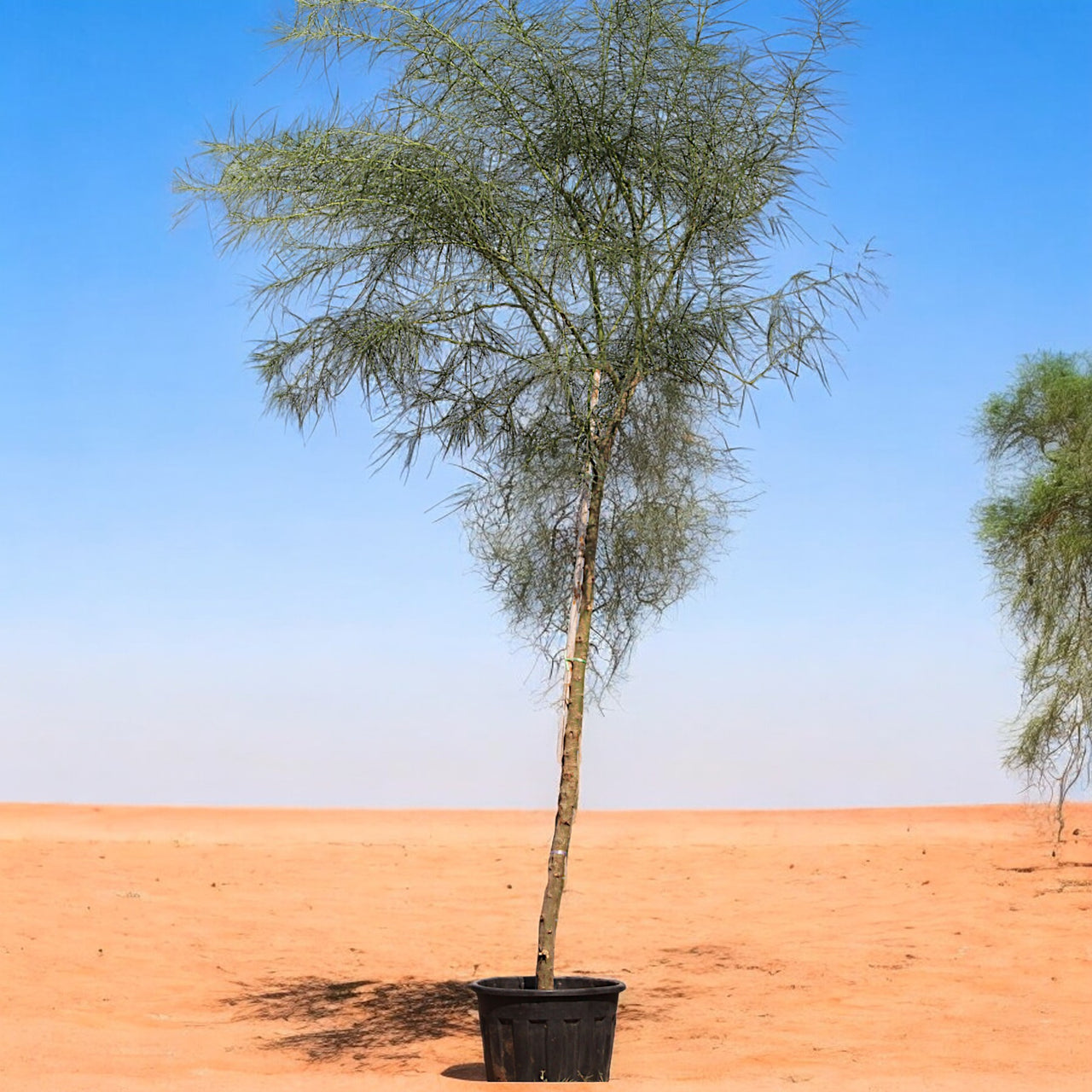 Parkinsonia Aculeata, Jerusalem Thorn Tree