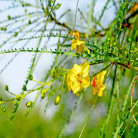 Parkinsonia Aculeata, Jerusalem Thorn Tree