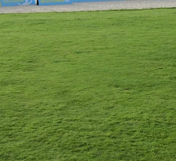 Natural Carpet Paspalum Grass – Paspalum vaginatum