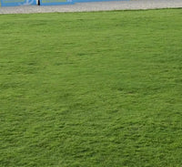 Natural Carpet Paspalum Grass – Paspalum vaginatum