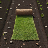 Natural Carpet Bermuda Grass – American Bermuda