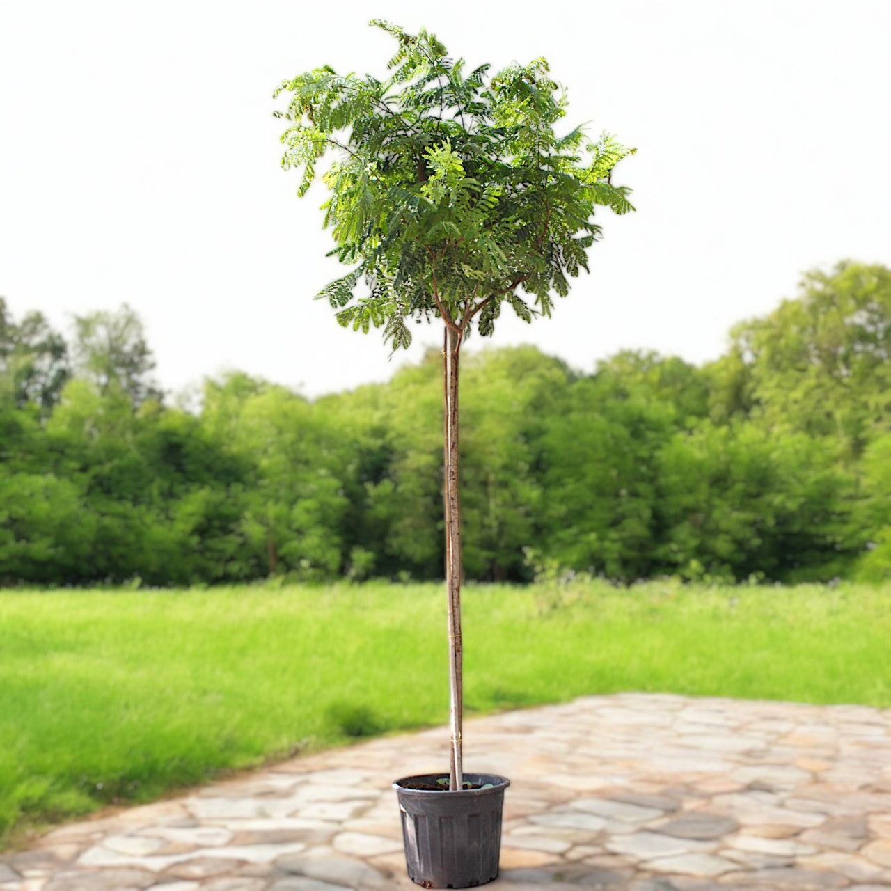 Peltophorum inerme - Yellow Poinciana