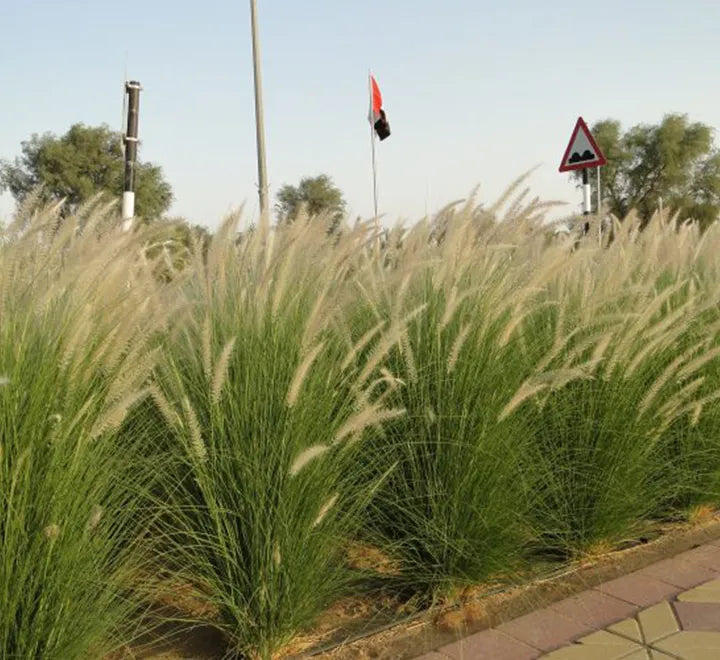 Pennisetum Setaceum – African Fountain Grass – Tender Fountain Grass