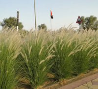 Pennisetum Setaceum – African Fountain Grass – Tender Fountain Grass