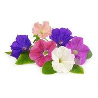 Petunia Mix Flowering Plant