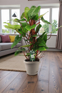 Philodendron Plant - Red Emerald