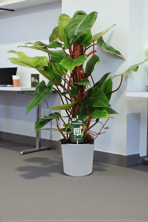Philodendron Plant - Red Emerald