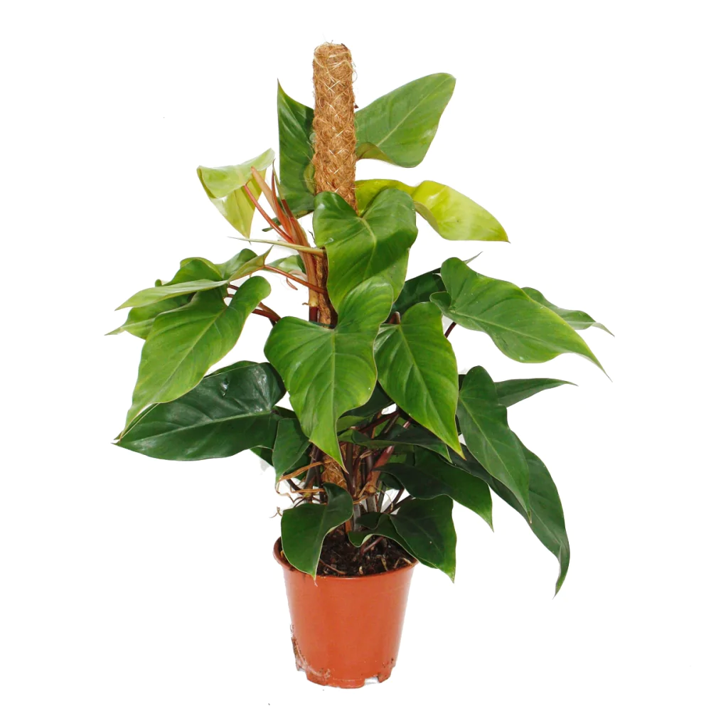 Philodendron Plant - Red Emerald