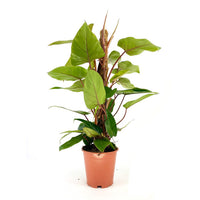 Philodendron Plant - Red Emerald