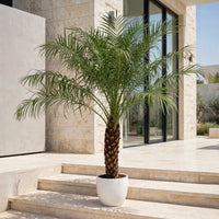 Phoenix Roebelenii Palm