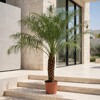 Phoenix Roebelenii Palm
