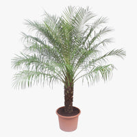 Phoenix Roebelenii Palm