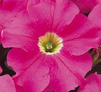 Petunia Mix Flowering Plant