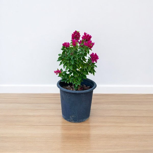 Pink Pixie Bougainvillea