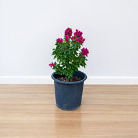 Pink Pixie Bougainvillea