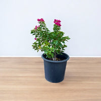 Bougainvillea - Pink Pixie