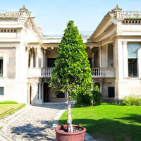 Ficus Nitida Half Cone