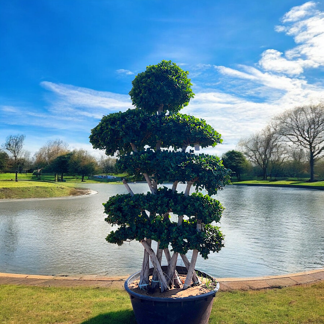 Cross Shaped Bonsai Tree 2.5-3.0m